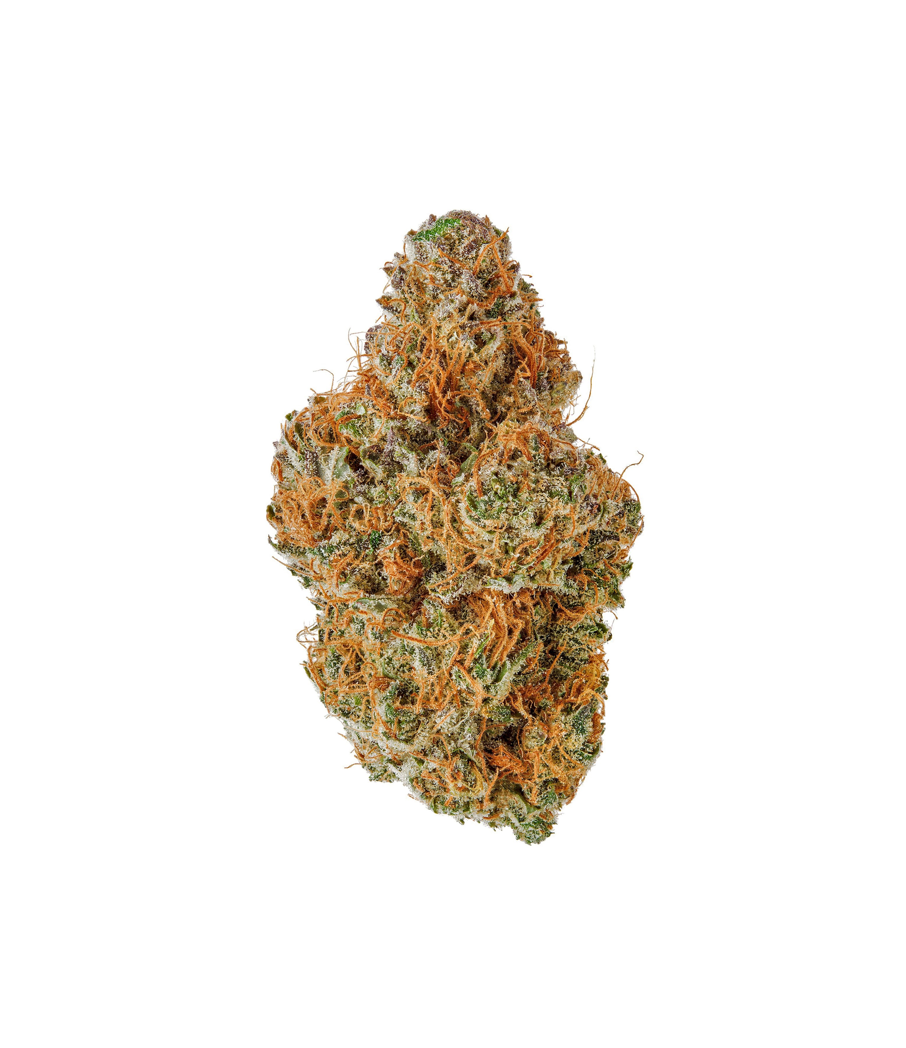 Moby Dick Hydro Indoor CBD